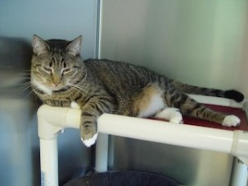 Sheila poses for a close up on her Kuranda cat bed 