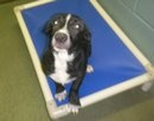 North Carolina dogs and cats enjoy Kuranda beds.