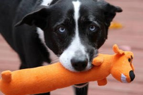 Louisa Shelter reaches goal for Kuranda beds for small dogs and and cats!