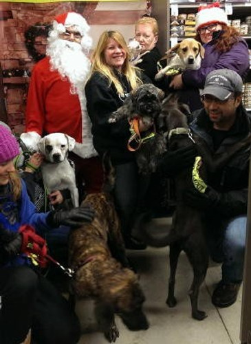 19 dogs at Sean Casey Animal Rescue have new Kuranda beds