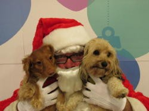 Dogs at Orphans of the Storm No Kill Animal Shelter comfortable for Christmas