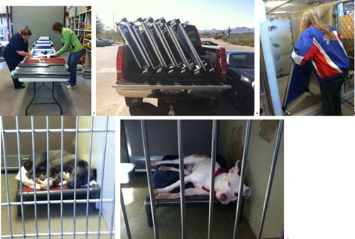 Pima Animals celebrate new Kuranda beds!