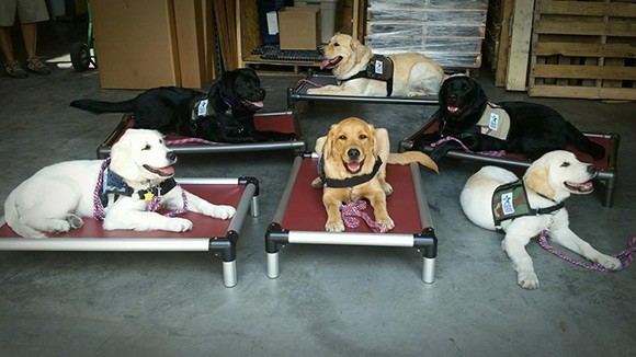 Warrior Canine Connection dogs happily resting on their Kuranda beds