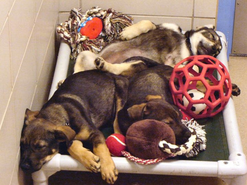 Wisconsin Humane Society's Recipe for a Successful Bed Drive