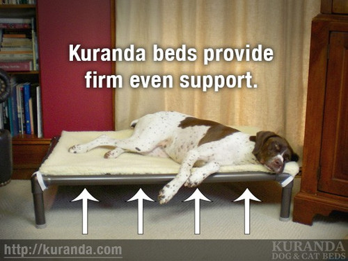 5 Benefits of an Elevated Dog Bed