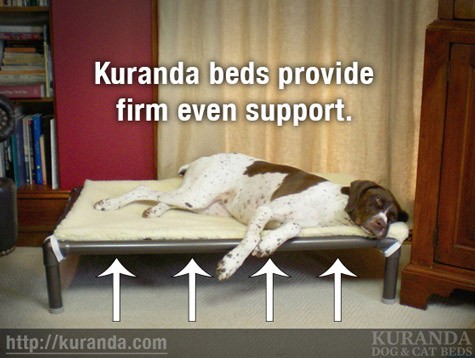 Kuranda dog beds provide firm even support