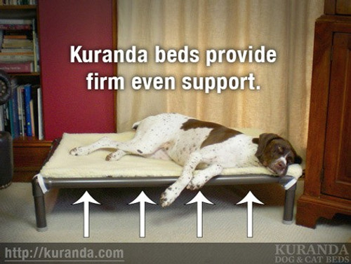 Three Reasons Why Dog Pillow Beds Are Not Ideal for Your Dog