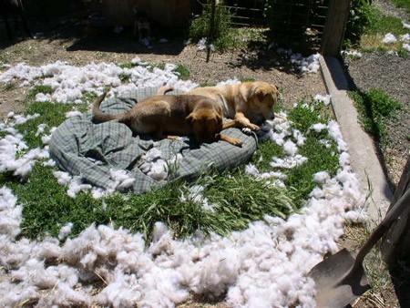 Dog pillow bed stuffing