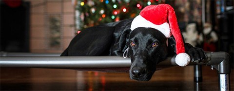 Dog Resting on a Kuranda Bed