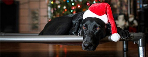 Dog Safety Tips for the Holidays