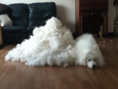 Shedding: A Hairy Problem for Dog Owners