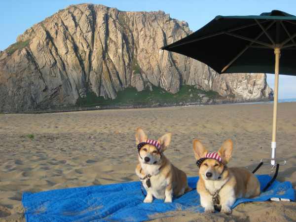 Dogs on the Beach