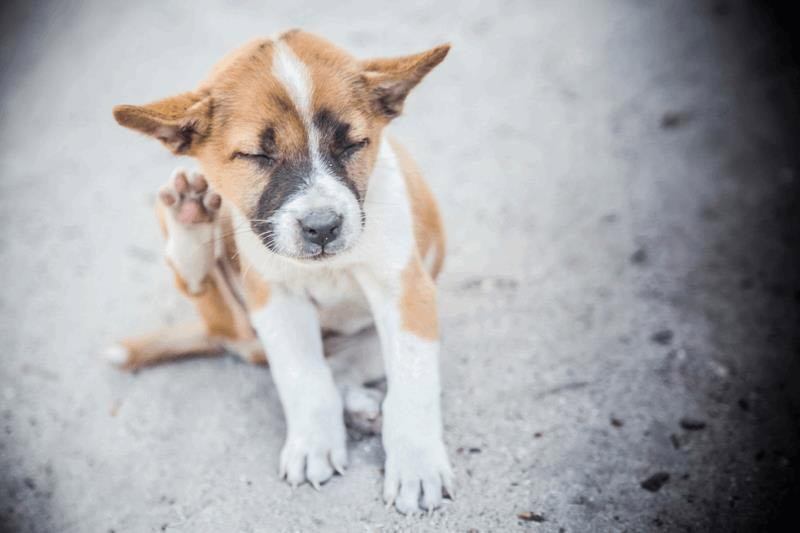 A puppy scratches