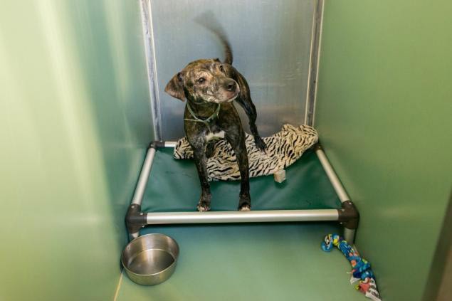 A dog enjoying a new Kuranda Bed