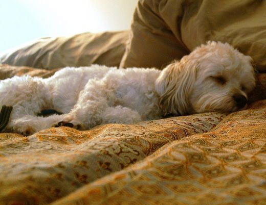 A dog rests on a human bed