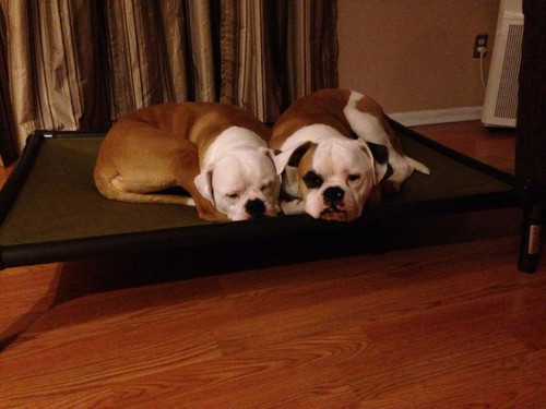 Why Do Dogs Like Sleeping Together?