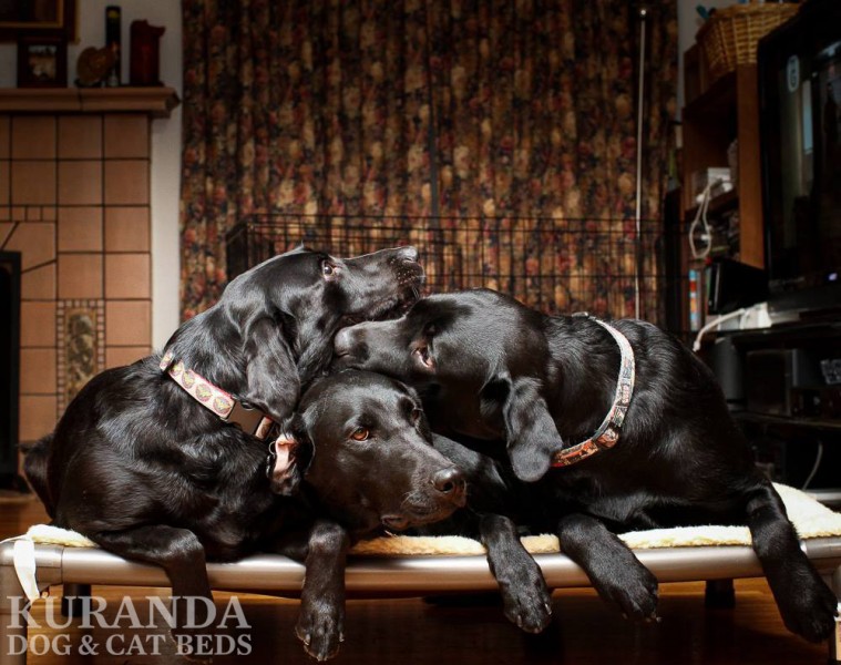 Three Labs Share a Kuranda Dog Bed