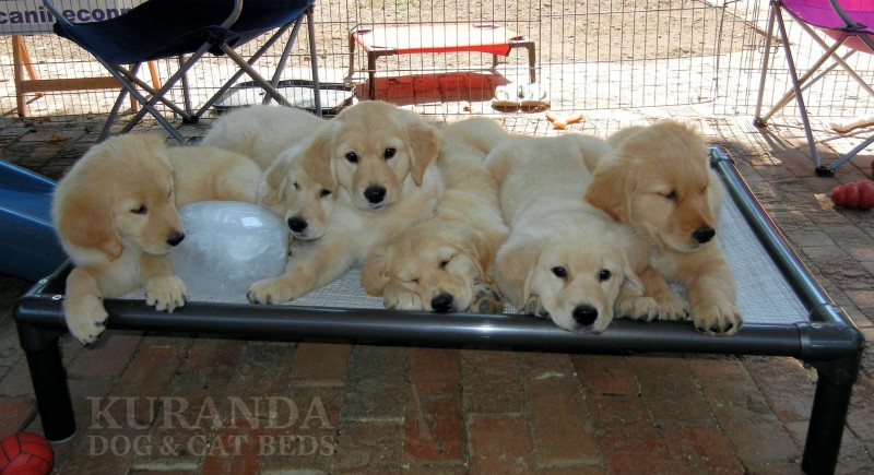 Elevated Dog Beds are great for keeping dogs cool