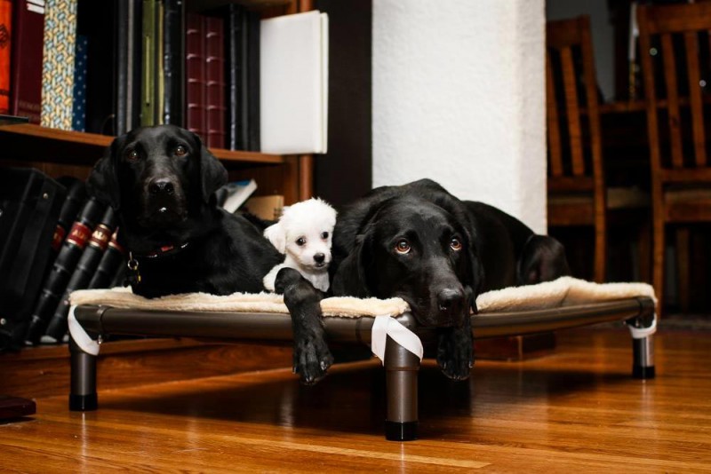 Dogs resting on a Kuranda Fleece Pad