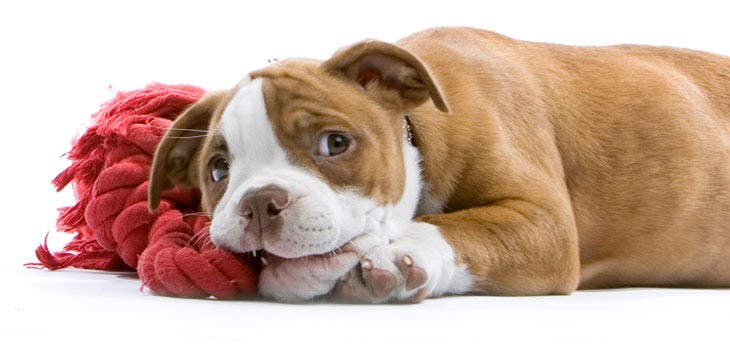 A Teething Puppy chews on a toy