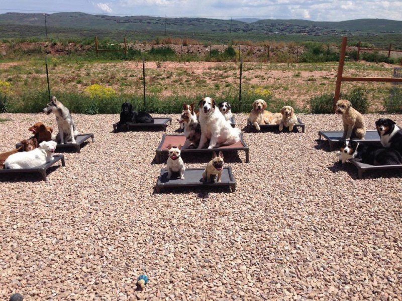 Dogs on Kuranda Place Beds