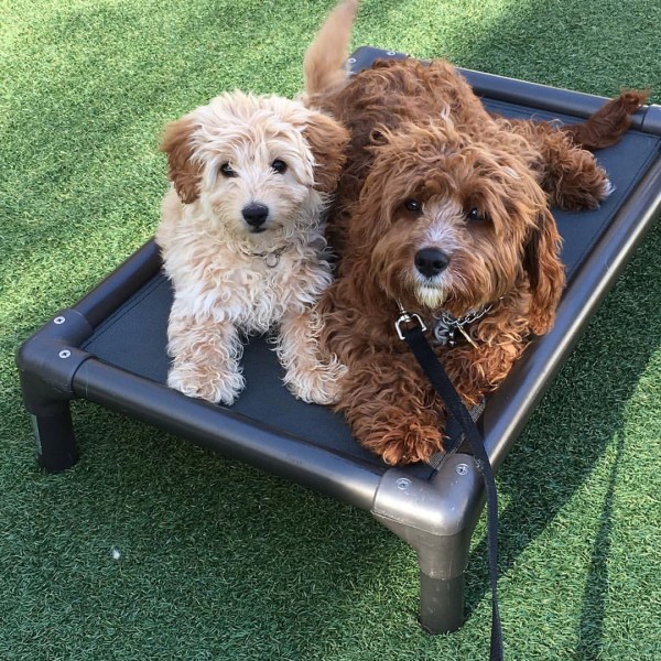 Two Dogs resting on their place beds