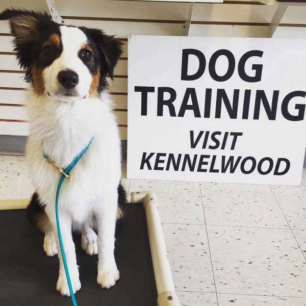 Dogs Training on Kuranda Place Beds