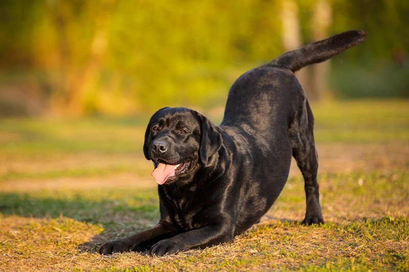 Dog Ready for Play