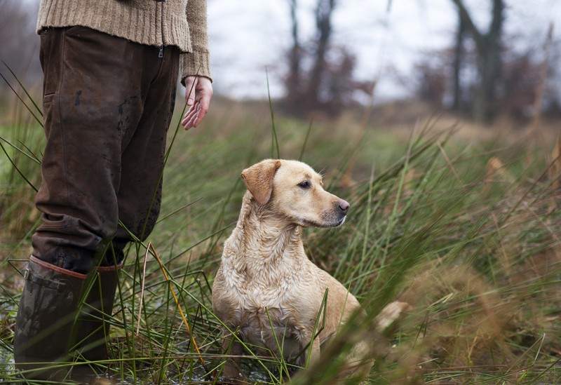 A Retriever Waits