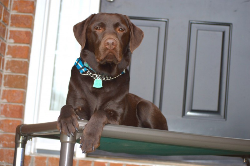 A Retriever on a Kuranda Bed