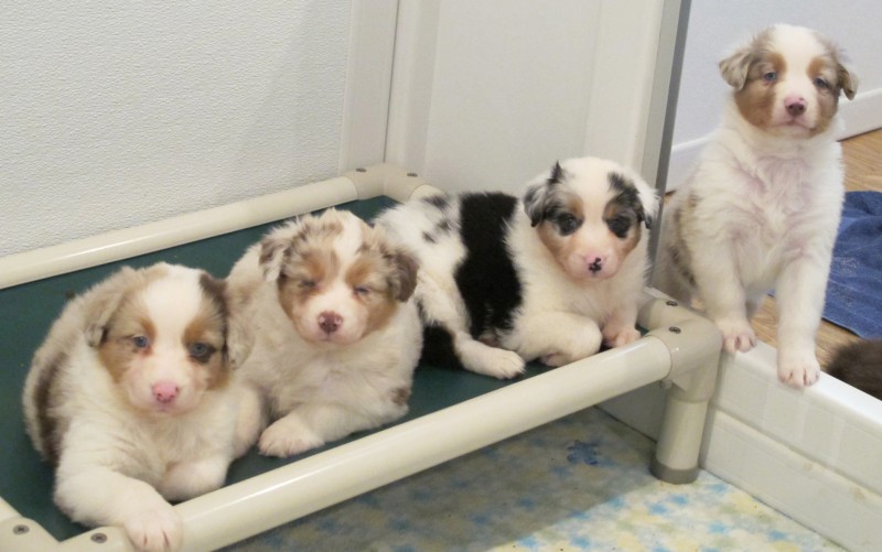 Puppies on a Kuranda Bed