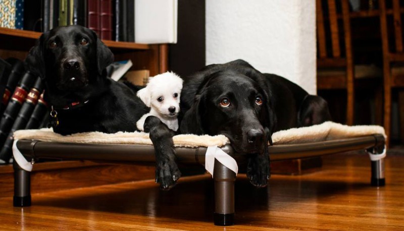 Dogs Resting on a Kuranda bed