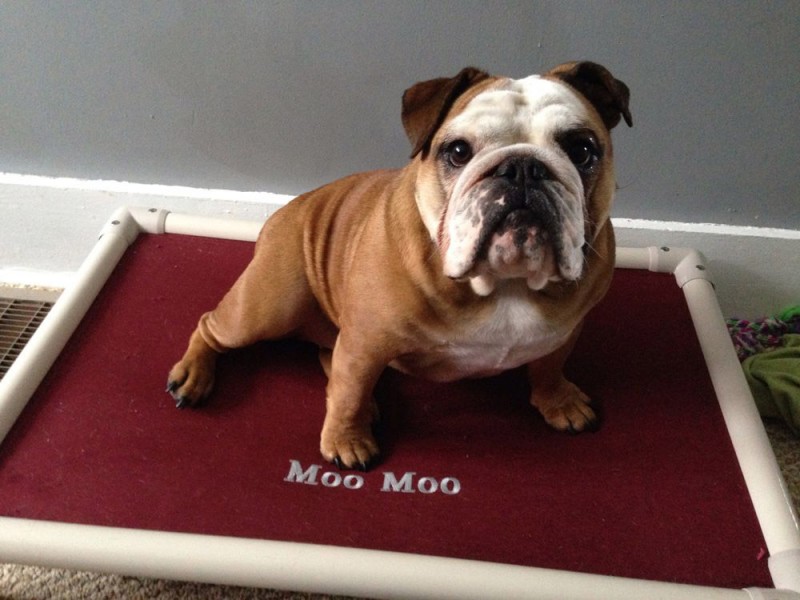 Moo Moo's Personalized Kuranda Bed