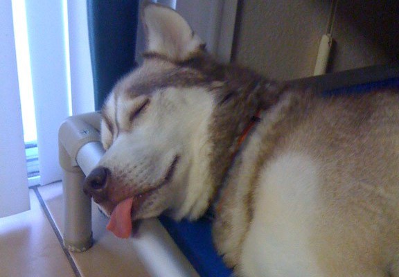 Napping on a Kuranda Dog Bed After a Busy Day