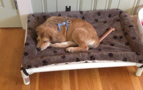 How Much Wiggle Room Does Your Dog Need on a Bed? A Guide to Picking the Right Dog Bed Size