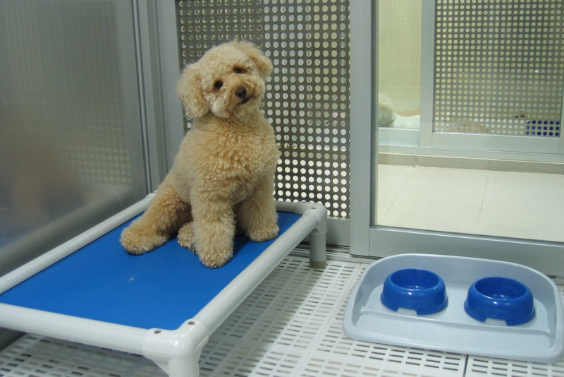 A Dog in a Kennel