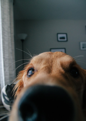 What's That Smell? Let's Ask Your Pup!