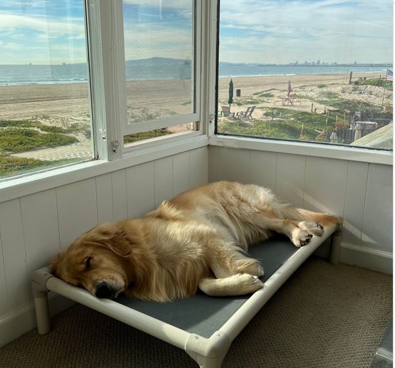 Aussie fully spread out across a Silver Aluminum Kuranda Dog Bed