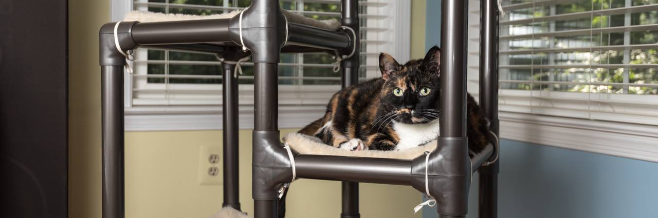 Cat on Walnut Cat Tower With Fleece Blanket