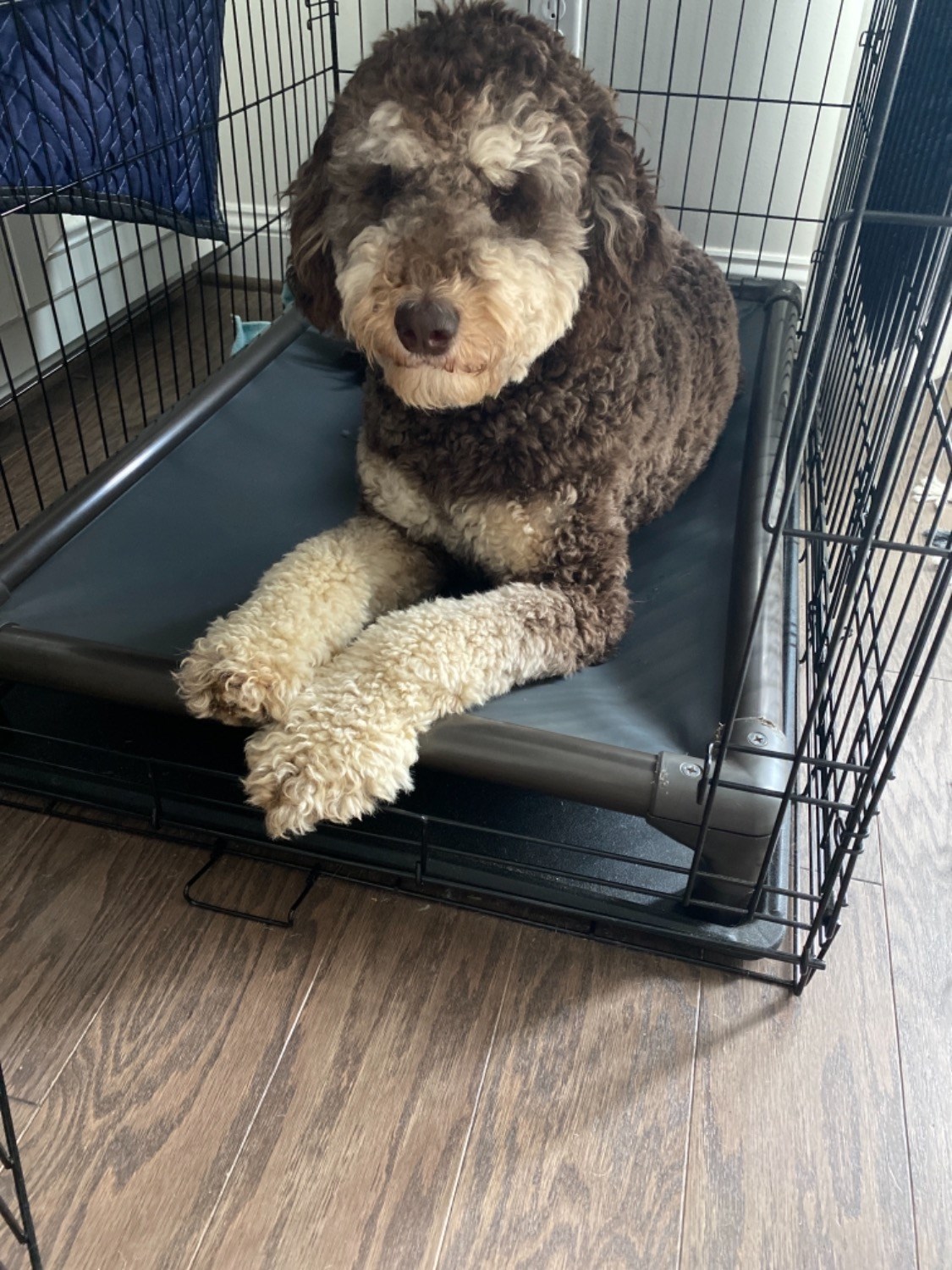 Brown labradoodle laying on a Kuranda Crate Dog Bed