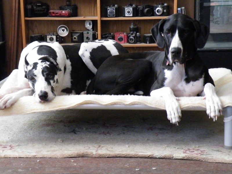 Luna and Molly Share a Kuranda Bed