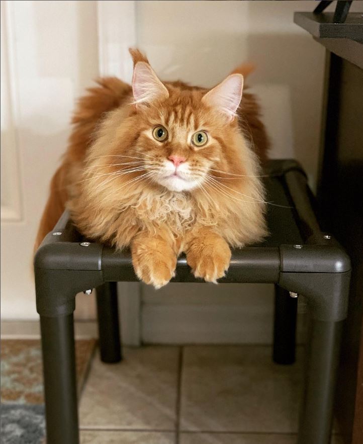 Mango the Cat on a cat bed