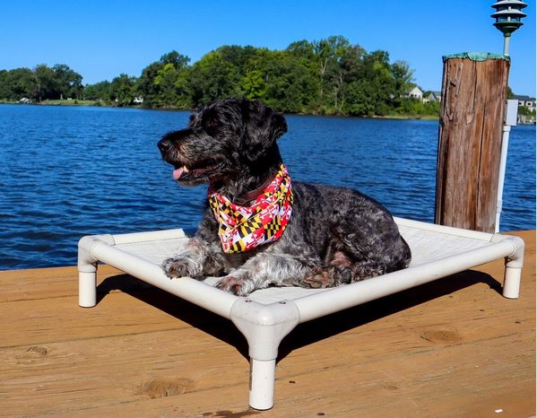 Maryland Dog on a Kuranda Bed on a Dock