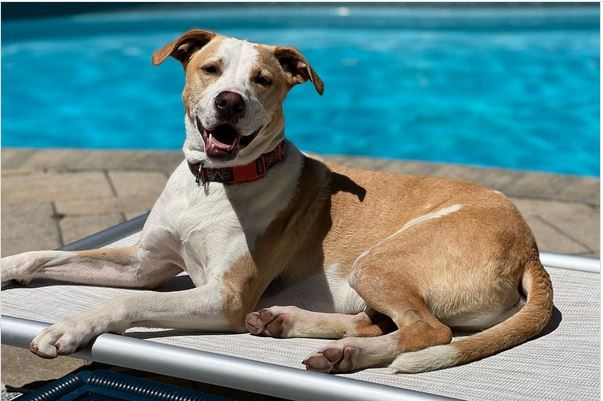 Poolside dog on a Kuranda Bed