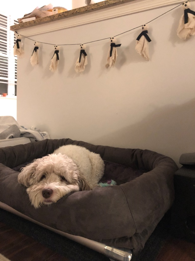 Charlie, a light-colored Cockapoo, lounges on his Kuranda dog bed and Bolster pad.