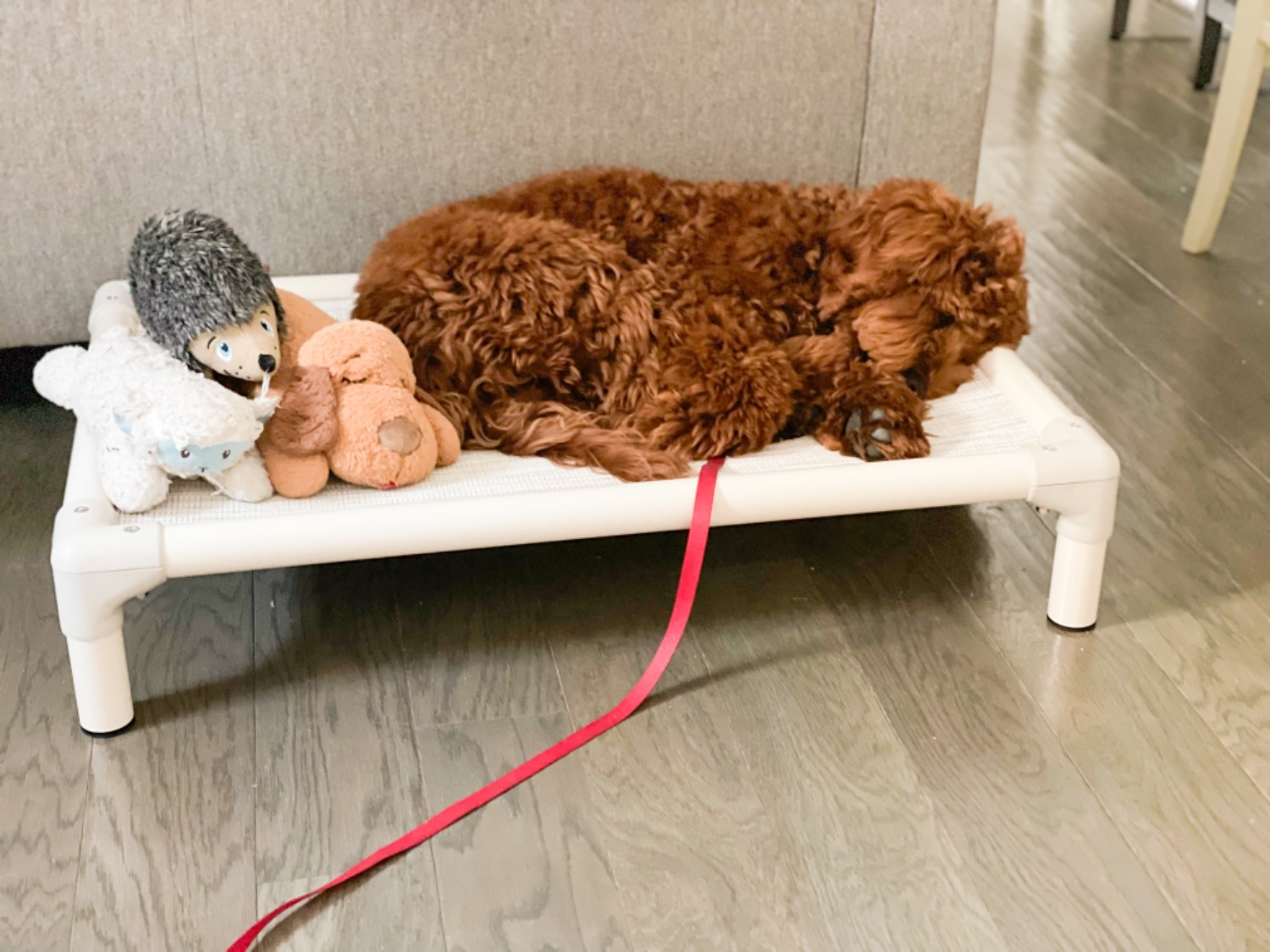 Miniature Australian Labradoodle sleeping on a Kuranda dog bed